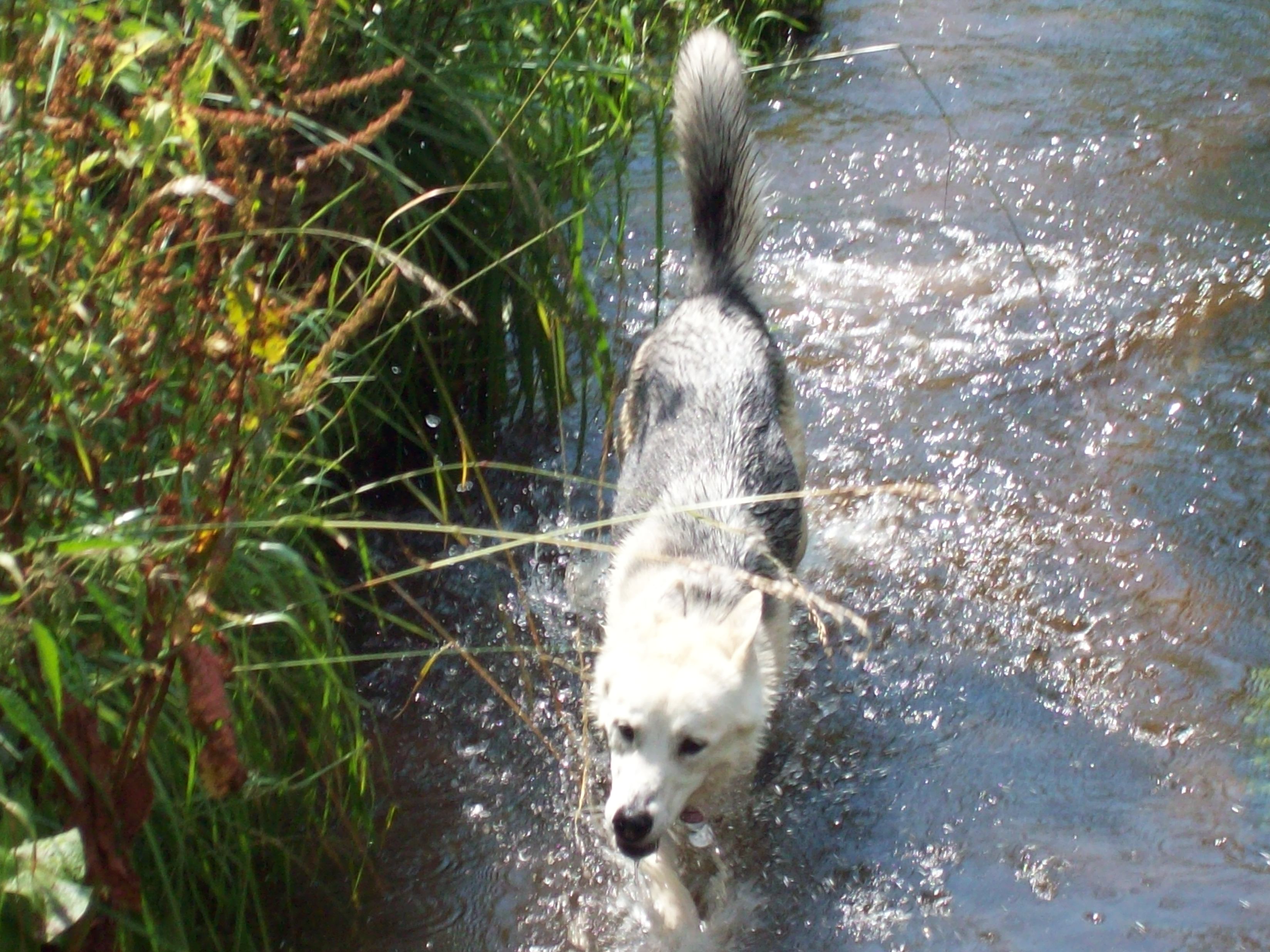 Madra (Deutscher Schäferhund, Malinois, Siberian Husky) Deutscher Schäferhund Malinois Siberian Husky 